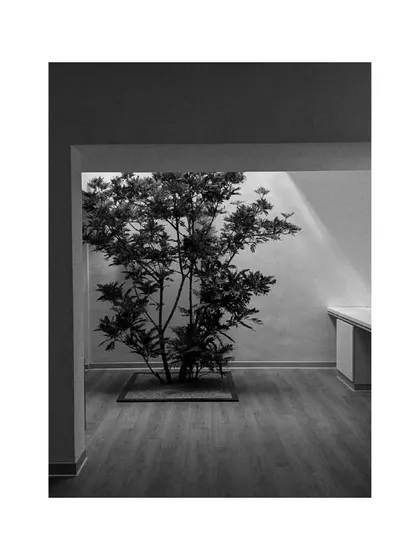 An indoor planter brings a touch of nature into our studio, reflecting our philosophy of integrating green elements into built environments.