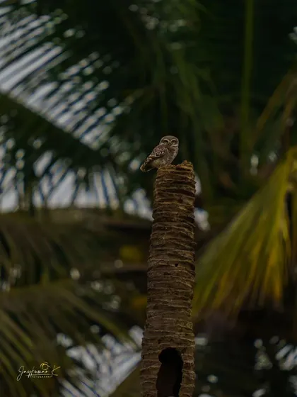 The Spotted Owlet sits atop the palm tree trunk, guarding its home.