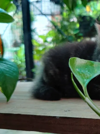 This little tabby kitten found a new favorite toy: a big green leaf. We provide a stimulating environment that allows them to engage with the world around them and practice their natural hunting instincts.