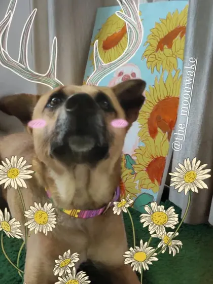 Celebrating my dog Cadbury's adoption day. I added some illustrative antlers and flowers to his photo to show what a magical boy he is.