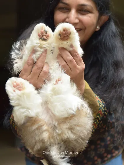 It's all about the fluffy paws! This adorable shot shows off the tiny pink pads of a Shih Tzu puppy, a detail that every pet parent obsesses over.