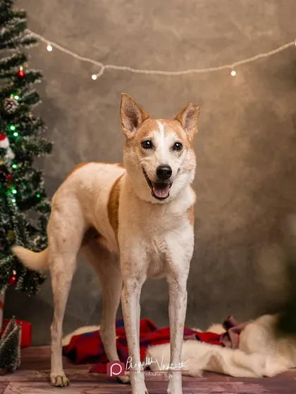 A happy Indie dog enjoying the festive atmosphere of a Christmas photoshoot. Every dog deserves to feel special during the holidays.
