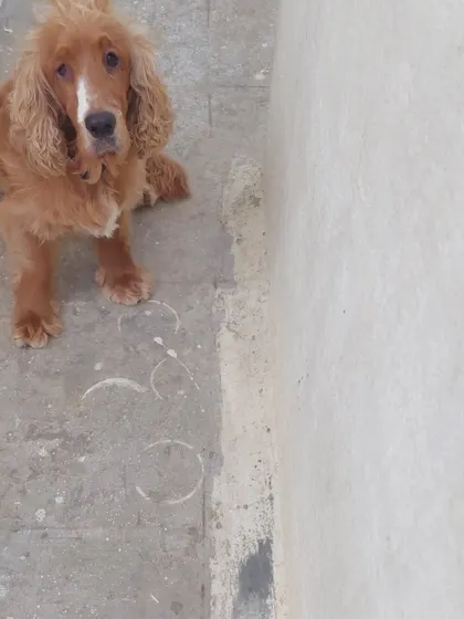 Churro the Cocker Spaniel posing sweetly for the camera.