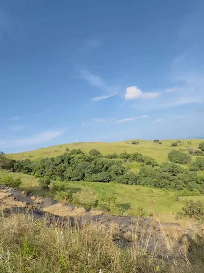 A view of the grasslands and Shola forests under a clear blue sky.