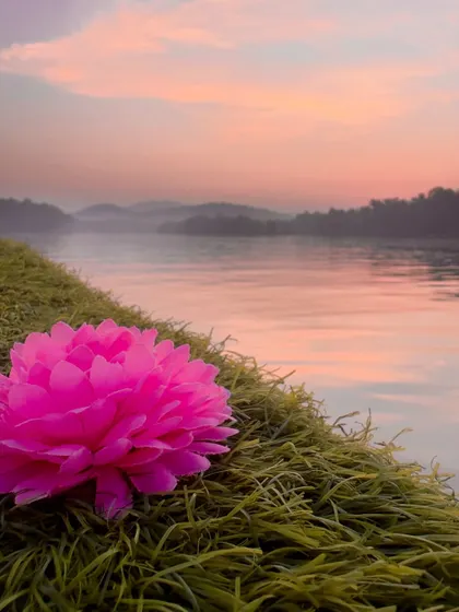 A creative shot of a flower on the edge of the boat, with the pink hues of the sunset in the background.