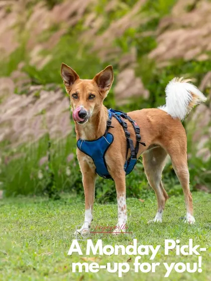 Coco the indie, looking alert and happy in a field of tall grass. A perfect Monday pick-me-up.