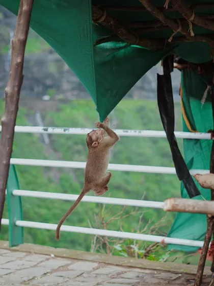 A photo series documenting the vibrant life of Junnar during the monsoon. It includes scenes of children playing, farmers at work, a man diving into a lake, and even a playful monkey.