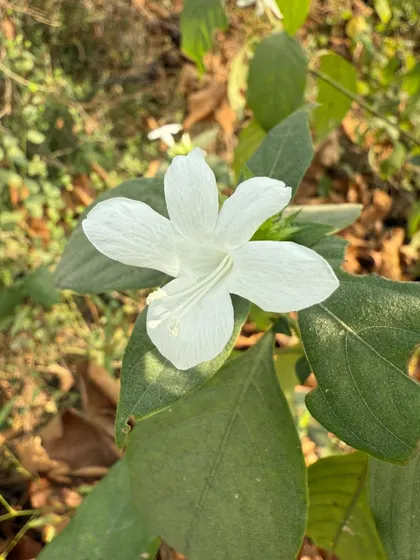 The graceful White Barleria, a tall, sun-loving variety we plant for its striking ornamental presence in our native gardens.