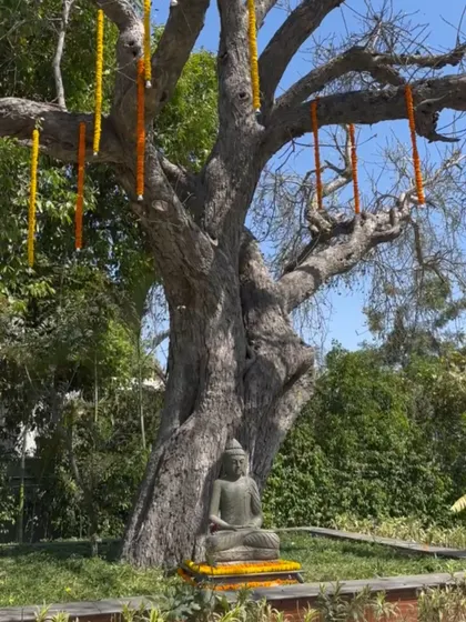 Even the small details matter. We decorated this serene Buddha statue with marigold garlands to tie it into the overall Haldi theme.
