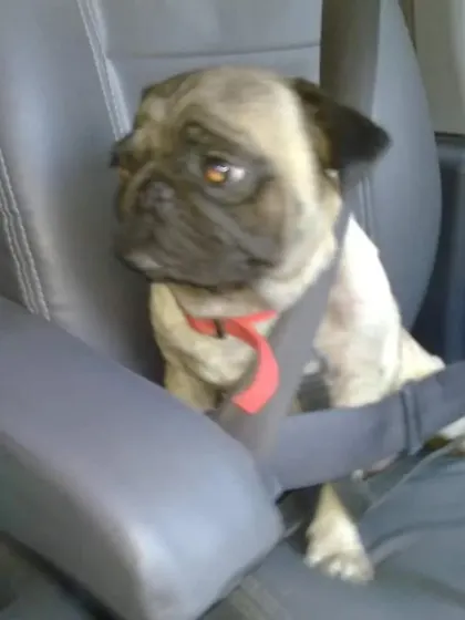 Safety first. This little pug is buckled in and ready for his journey.