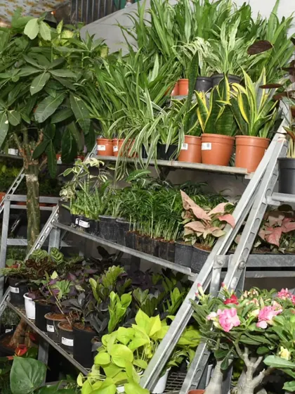 Shelves packed with a diverse range of indoor plants, from snake plants to philodendrons. Our festival is a one-stop-shop for every plant parent.