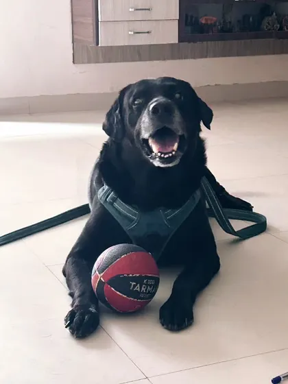 This handsome boy is ready for a game of fetch. Play is a vital part of my pet-sitting routine, helping to burn off energy and keep your dog happily engaged.