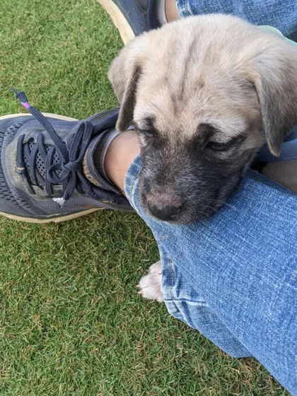 ADOPTED! Fiona getting some love and affection. Cuddly puppies like her are a reminder of the pure joy that adoption can bring into your life.