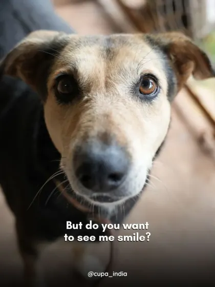 "But do you want to see me smile?" Lakhan's gentle eyes hold so much love and hope. He's waiting for a human to call his own.