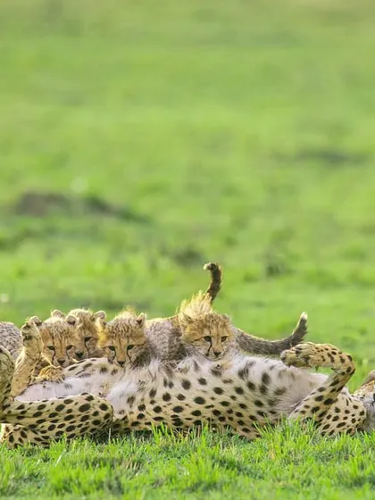 Cheetah mother Risasi is completely covered by her many cubs. Raising a large litter is an immense challenge, and this image captures both the chaos and the affection of a cheetah family.