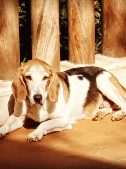 A senior beagle enjoying a peaceful sunbath on the warm terrace tiles. I ensure older dogs have comfortable and safe spots to relax outdoors.