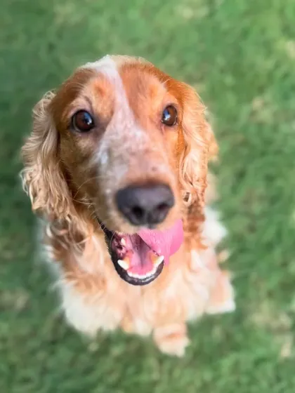 The beautiful, smiling face of Evoo, a sweet Cocker Spaniel. Her joy is infectious.