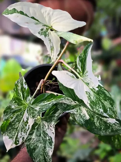 The Syngonium Podophyllum Albo Variegata will never let you down. Its arrow-shaped leaves have beautiful white splashes, and it's a very forgiving plant.