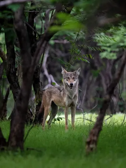 An endangered Indian Grey Wolf stands alert in a clearing in Bhigwan, Maharashtra. These elusive predators are perfectly adapted to the scrub forests and grasslands of peninsular India.