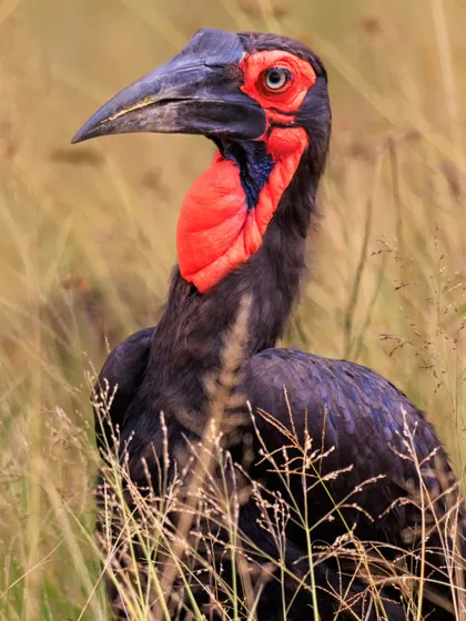 The Southern Ground Hornbill is a formidable bird of the African savanna. Notice its long eyelashes, a fascinating adaptation believed to protect its eyes from dust while foraging.