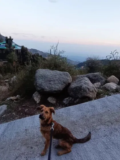 Another beautiful shot of Yuki in Himachal. His journey to becoming a good canine citizen in Bangalore involves teaching him how to communicate politely and manage his energy.