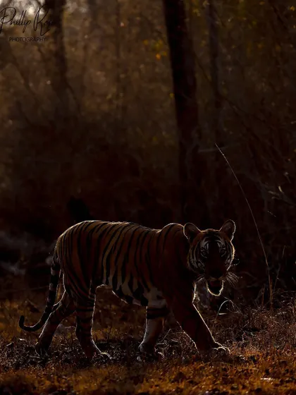 A tiger caught in a sliver of light, creating a beautiful rim lit effect. I encourage my students to see all light as an opportunity and to experiment with creative techniques like this.