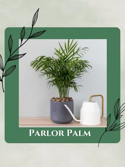 The Parlor Palm is a popular indoor plant that helps purify the air and is very adaptable to low-light conditions, making it perfect for apartments and offices.