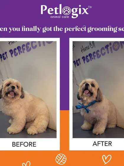 Here is a before and after of this cutie. A perfect grooming session makes all the difference in their comfort and appearance.