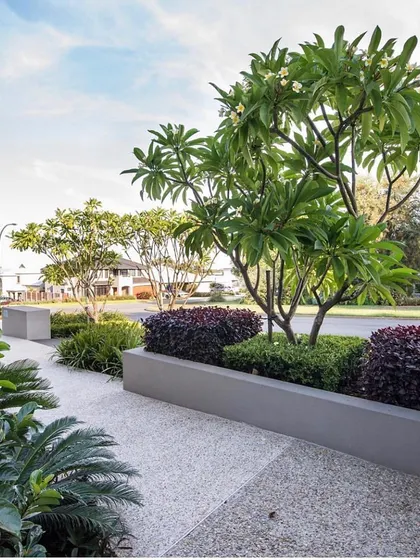 This is a beautiful example of layered planting in a landscape design. A flowering Champa tree is underplanted with dark foliage and boxwood hedges in a raised planter bed, creating depth and year-round interest.