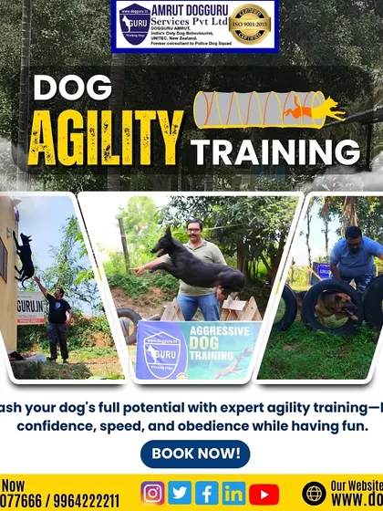 This collage showcases the dynamic nature of our agility training, from clearing tires and walls to jumping. We help unleash your dog's full potential.