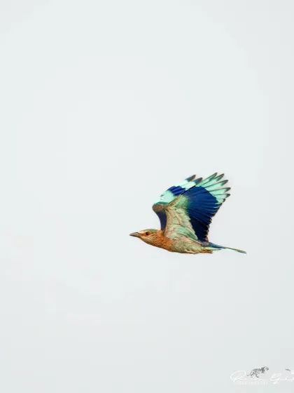 An Indian Roller in flight against a white sky, showing the brilliant blue of its wings.