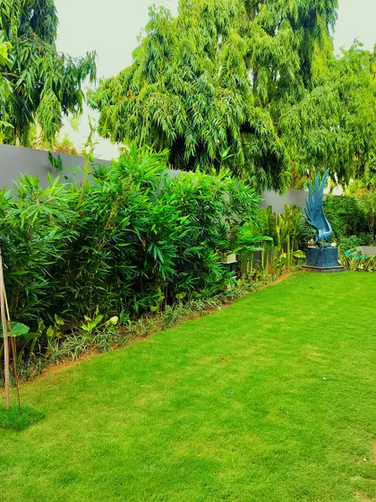 The view from the other end of the Jaipur garden, with a dense bamboo hedge providing privacy and a lush green backdrop.