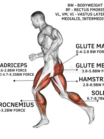 An infographic showing the major muscle groups used in running, like the glutes, quadriceps, and hamstrings. Understanding the biomechanics helps us target these areas in our strength training for better performance and injury prevention.