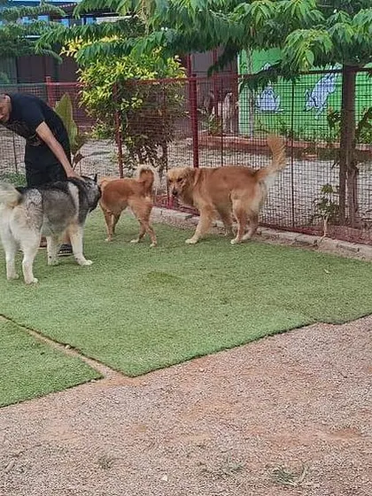 Making friends and getting all the pets..... I make sure every baby gets personal attention and cuddles. This handsome boy is getting to know the rest of the group.