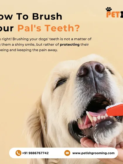 How do you brush your pal's teeth? Brushing isn't just for a shiny smile; it's about protecting their overall well-being and preventing painful dental issues.