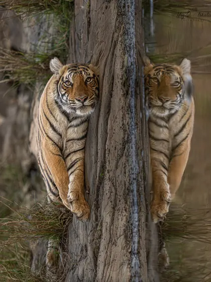 Thinking out of the box. This is a creative perspective using a reflection to create a symmetrical, almost abstract image of a tiger. Pushing boundaries and finding new ways to see the world is what makes photography exciting.