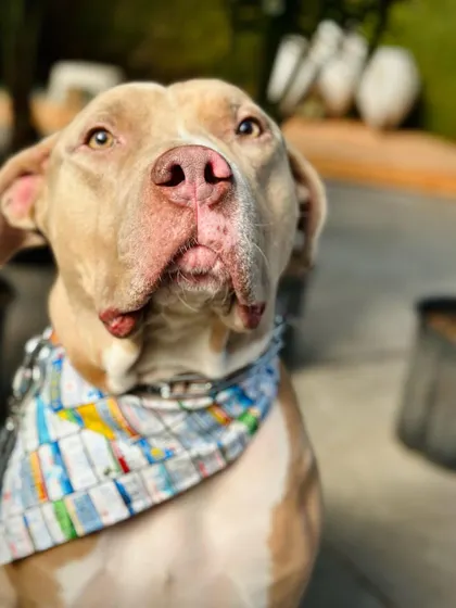 This is Crash, a handsome bully breed who struggled with a fear of men. We focused on exposing him to new people in a positive way to rebuild his trust.