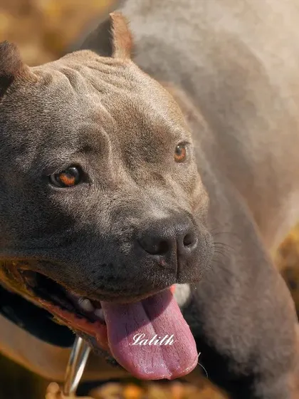 This portrait of an American Bully captures his curious head tilt and happy pant. The warm, leafy background complements his coat color and brings out his friendly demeanor.