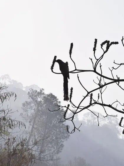 A silhouette of a bird on a bare branch against a misty, mountainous background. A simple, minimalist composition that speaks of solitude and nature.