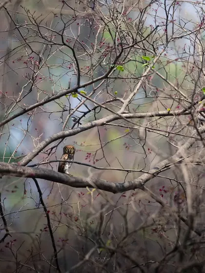 A Jungle Owlet perched in a complex network of branches, a habitat shot that shows how these small owls can blend seamlessly into their environment.