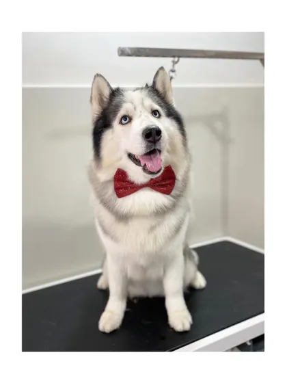 Winter the Alaskan Malamute is all set for Valentine's week with his sparkly red bow tie. His coat is perfectly clean and fluffy.