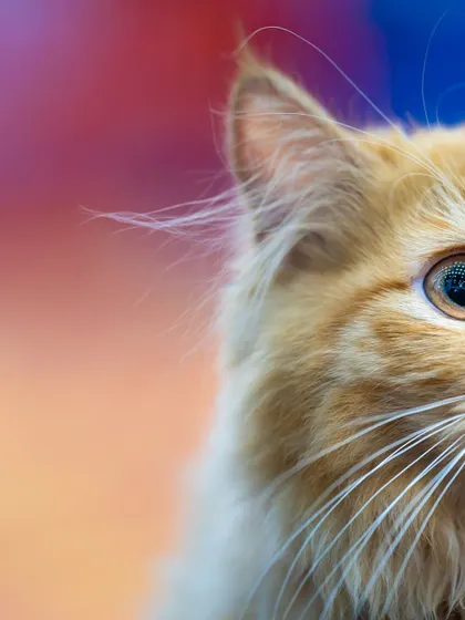 A creative, cropped portrait of the ginger cat, playing with color and composition.
