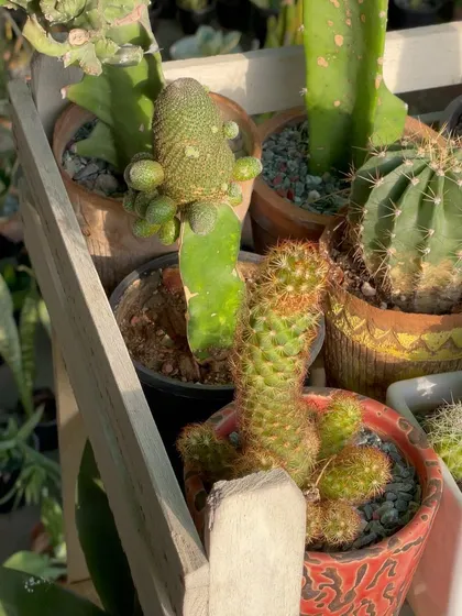 A look at some of the unique shapes and textures in my cactus collection. This one has interesting offshoots, or pups, growing from its side. These can eventually be separated to create new plants.