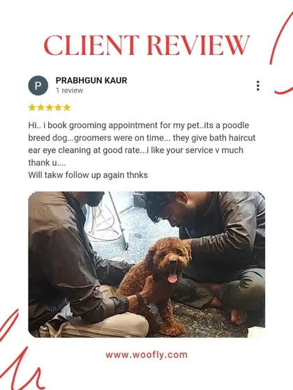 Punctuality, a good rate, and a complete service including bath, haircut, and ear cleaning are all part of the package. Glad this poodle owner was so pleased.