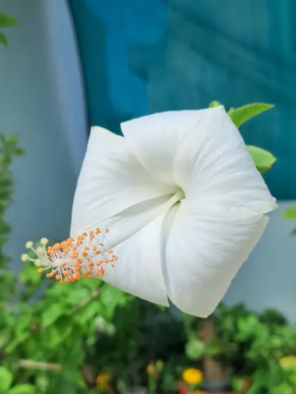 A perfect, cup-shaped white hibiscus flower.
