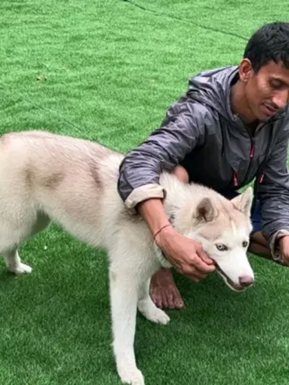 Giving this beautiful Husky some gentle reassurance and affection in the play yard.