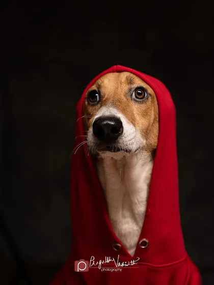 The same dog, now with a more pensive, dramatic expression. They are such great actors when treats are involved!