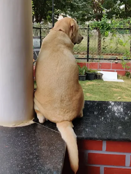 A portly Labrador enjoying the view from our porch. This is a favorite spot for many of our guests to watch the world go by in the morning.