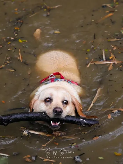 Bella, the beautiful Labrador who taught us the meaning of 'raw and unforgettable', finds her happy place in a muddy pond with her favorite stick. Her spirit inspires us to let every dog just be a dog.
