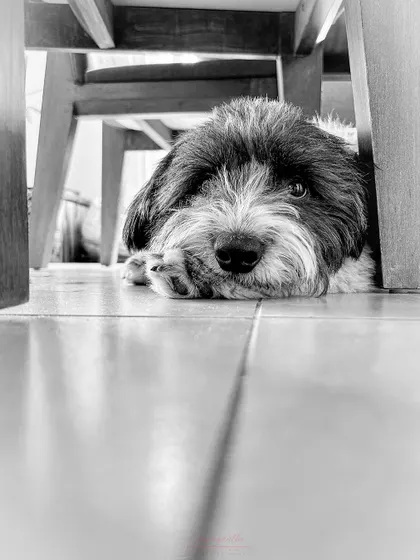 A quiet black and white moment with my dog Ollie, peeking out from under the table. Even our own pets provide endless inspiration.